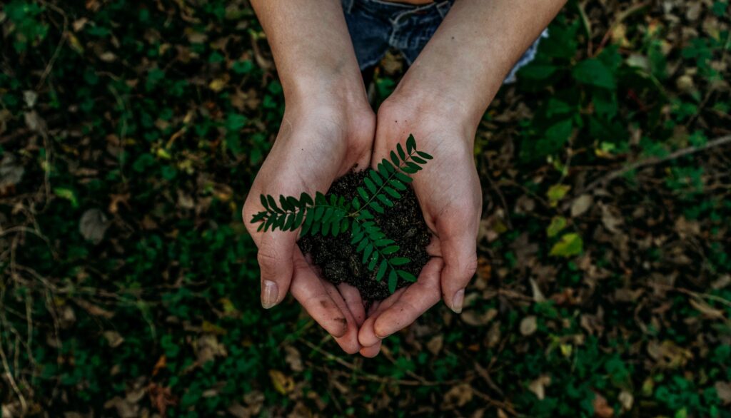 Zwei Hände halten ein junges Pflänzchen mit Wurzelballen, im Hintergrund Waldboden